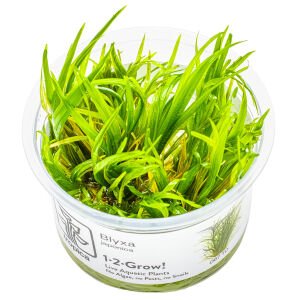 Tropica - Blyxa japonica 1-2 Grow!