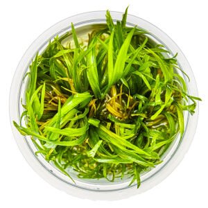 Tropica - Blyxa japonica 1-2 Grow!