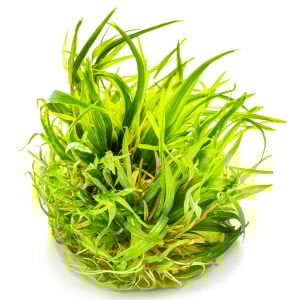 Tropica - Blyxa japonica 1-2 Grow!