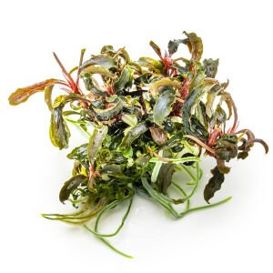 Tropica - Bucephalandra kedagang 1-2 Grow!