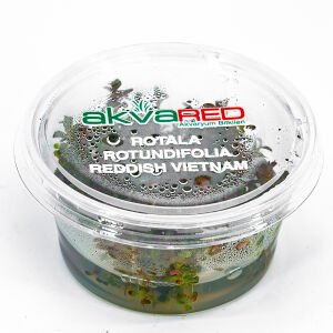 Rotala rotundifolia reddish vietnam IN VITRO CUP