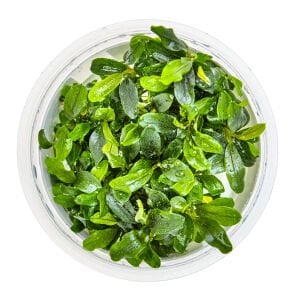 Tropica - Bucephalandra needle leaf 1-2 Grow!