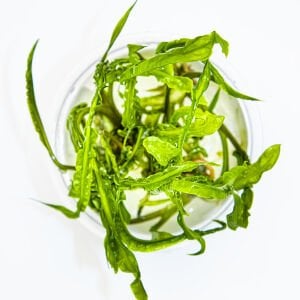Tropica - Cryptocoryne crispatula 1-2 Grow!