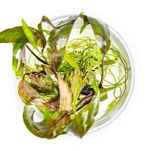 Tropica - Cryptocoryne nurii 1-2 Grow!