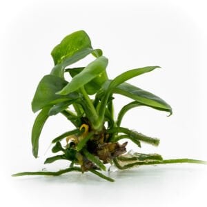 Anubias barteri nana EXVITRO