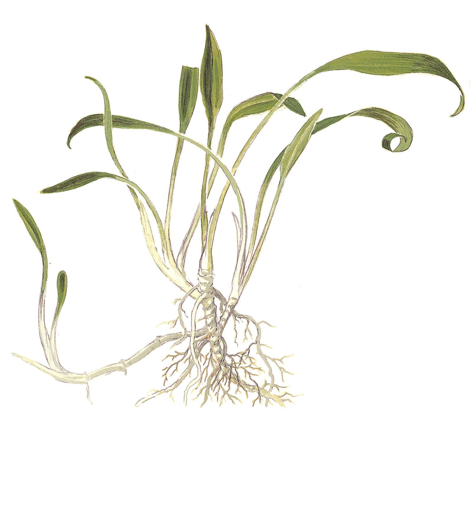 Tropica - Cryptocoryne parva 1-2 Grow!