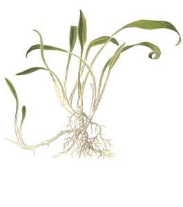 Tropica - Cryptocoryne parva 1-2 Grow!