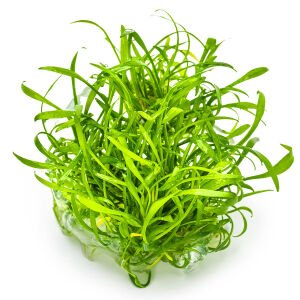 Tropica - Cryptocoryne parva 1-2 Grow!
