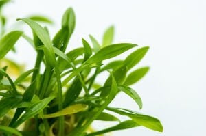 Tropica - Cryptocoryne parva 1-2 Grow!