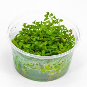 Ludwigia palustris white blood IN VITRO CUP