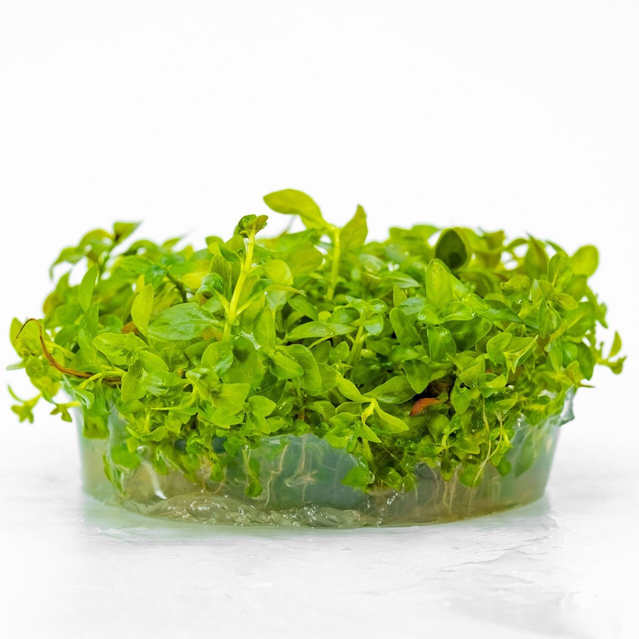 Ludwigia palustris white blood IN VITRO CUP