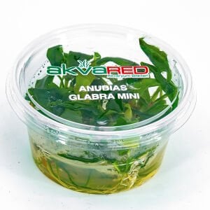 Anubias glabra mini IN VITRO CUP