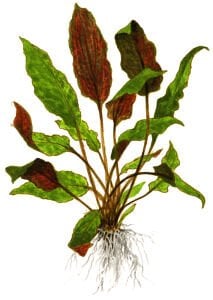 Tropica - Cryptocoryne wedtii Mi Oya 1-2 Grow!