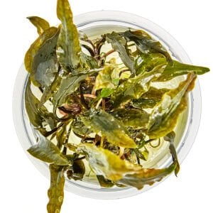 Tropica - Cryptocoryne wedtii Mi Oya 1-2 Grow!