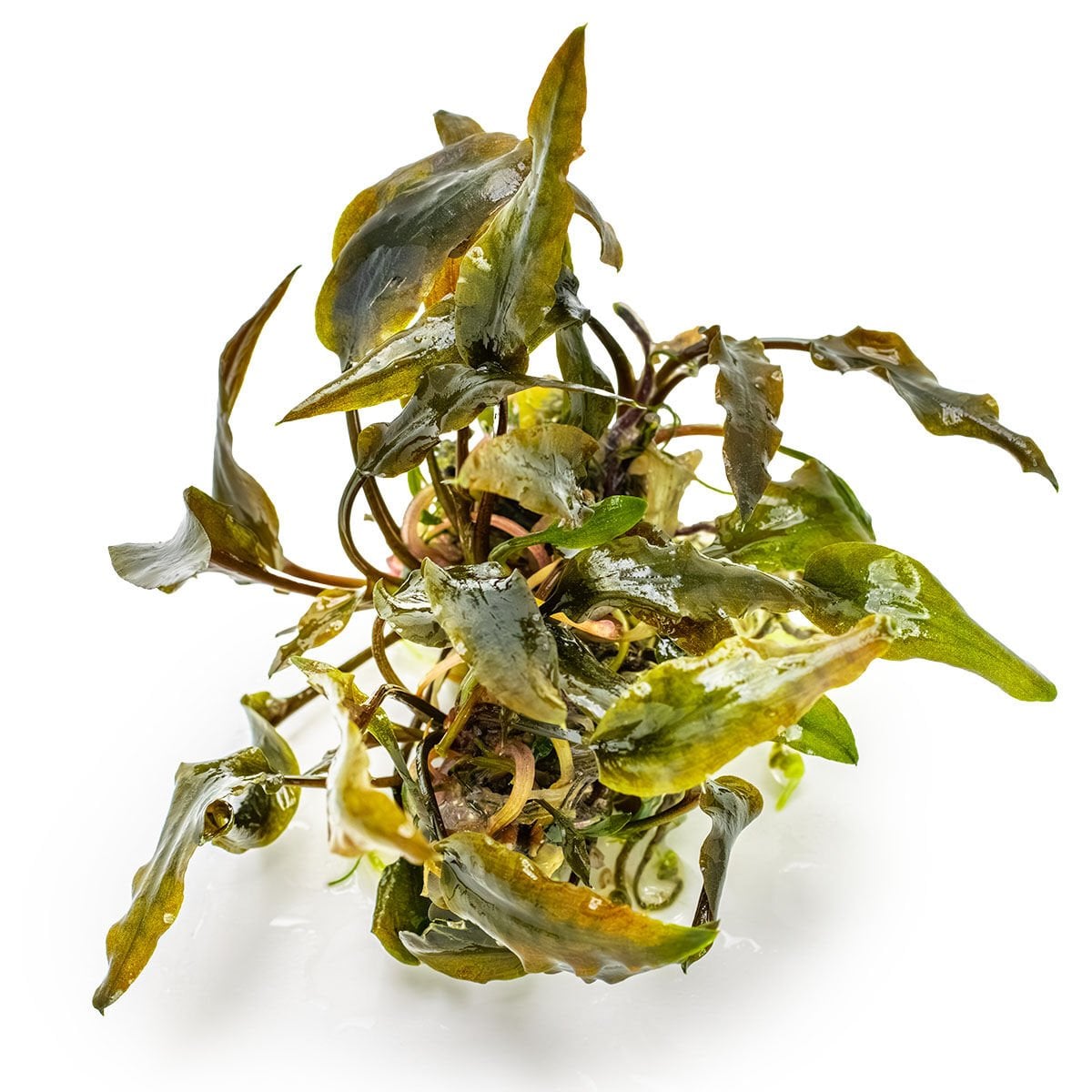 Tropica - Cryptocoryne wedtii Mi Oya 1-2 Grow!