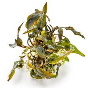 Tropica - Cryptocoryne wedtii Mi Oya 1-2 Grow!