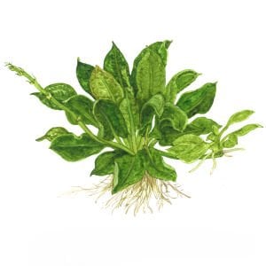 Tropica - Echinodorus grisebachii Tropica 1-2 Grow!