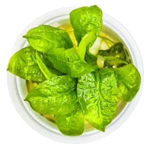 Tropica - Echinodorus grisebachii Tropica 1-2 Grow!