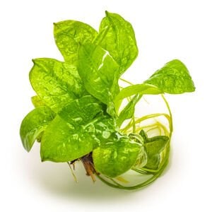 Tropica - Echinodorus grisebachii Tropica 1-2 Grow!