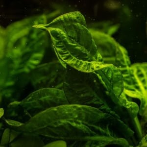 Tropica - Echinodorus grisebachii Tropica 1-2 Grow!