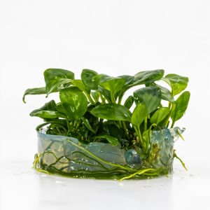 Anubias barteri broad leaf  IN VITRO CUP