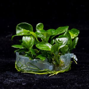 Anubias barteri broad leaf  IN VITRO CUP
