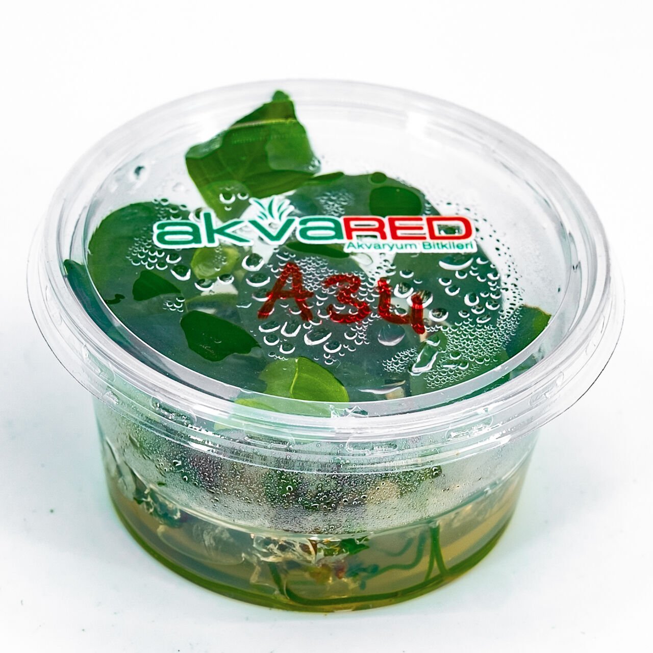 Anubias barteri broad leaf  IN VITRO CUP