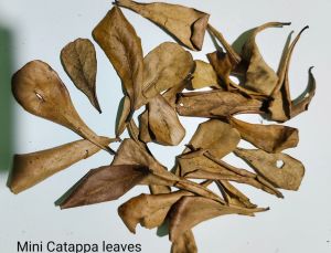 Catappa Yaprağı 25\'li Paket (XS) Mini Boy 3-5 cm ÖN SİPARİŞ