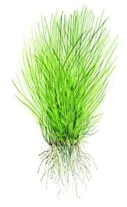 Tropica - Eleocharis acicularis 1-2 Grow!