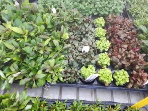 Karışık KOLAY 10 Saksı Bitki Paketi