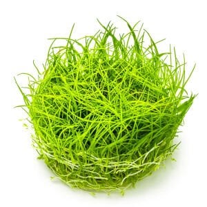 Tropica - Eleocharis acicularis 1-2 Grow!