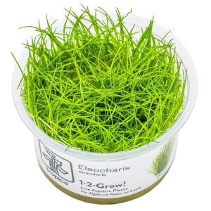 Tropica - Eleocharis pusilla mini 1-2 Grow!