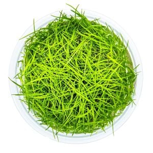 Tropica - Eleocharis pusilla mini 1-2 Grow!