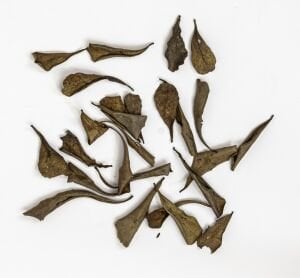 Catappa Yaprağı 25'li Paket (XS) Mini Boy 3-5 cm