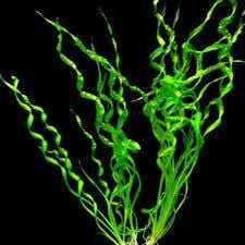 Echinodorus vesuvius ADET ÖN SİPARİŞ