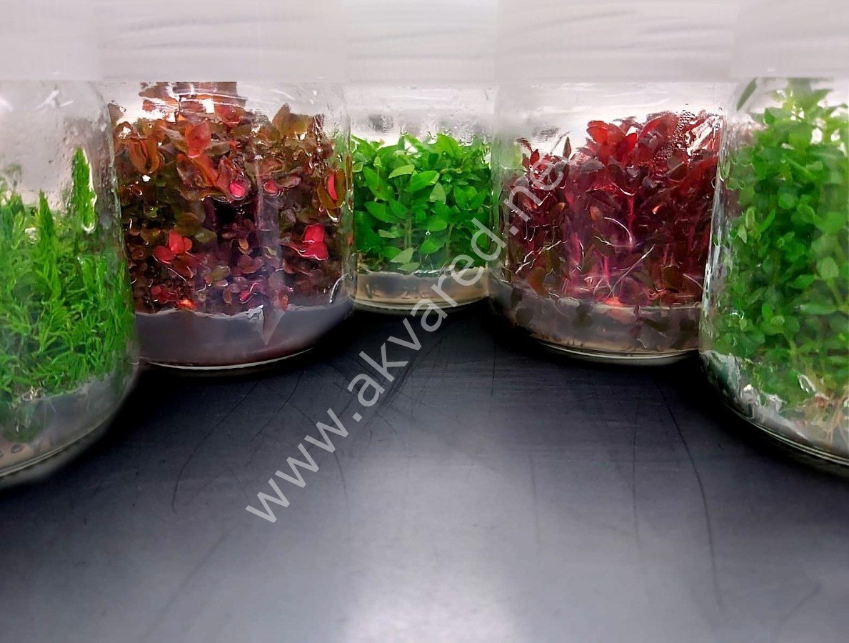 Karışık KOLAY Bitki Paketi 10 Adet IN VITRO CUP