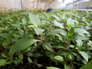 Karışık KOLAY 10 İthal Buket Bitki Paketi