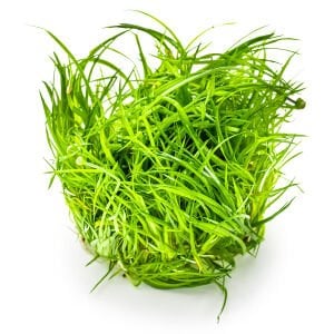 Tropica - Eriocaulon cinereum 1-2 Grow!