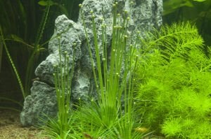 Tropica - Eriocaulon cinereum 1-2 Grow!