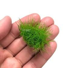 Eleocharis acicularis mini İTHAL BUKET ÖN SİPARİŞ