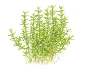 Tropica - Gratiola viscidula 1-2 Grow!