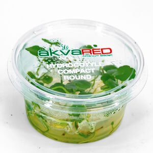 Hydrocotyle compact round IN VITRO CUP