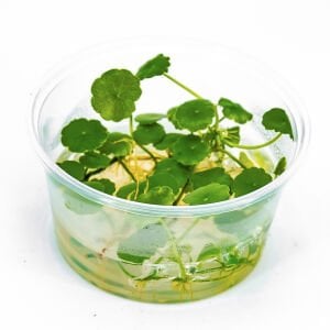 Hydrocotyle compact round IN VITRO CUP