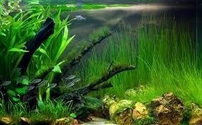 Eleocharis vivipara İTHAL BUKET ÖN SİPARİŞ