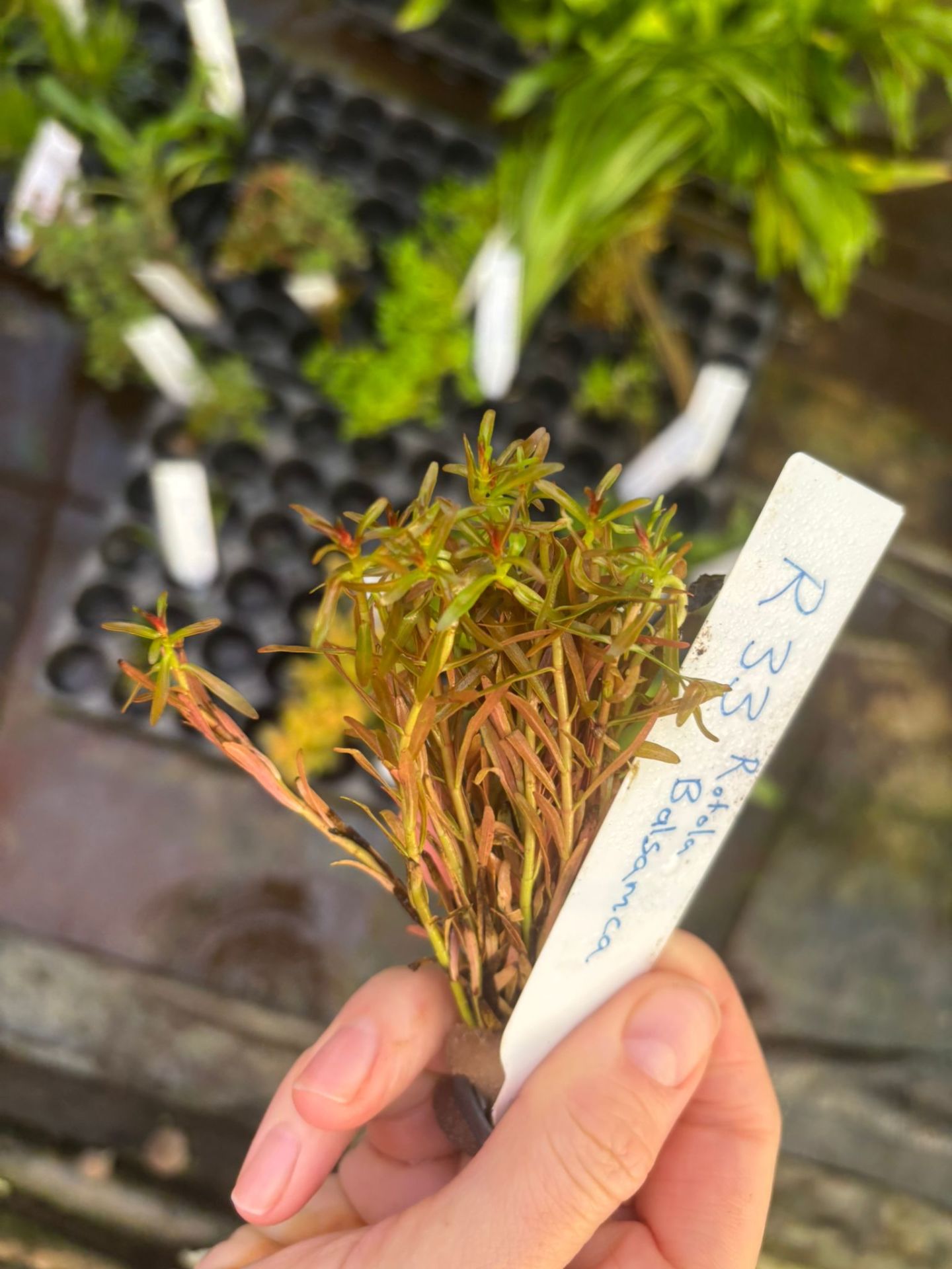 Hygrophila balsamica İTHAL BUKET