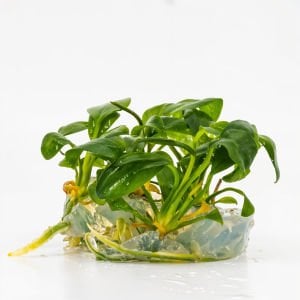 Anubias hastifolia IN VITRO CUP