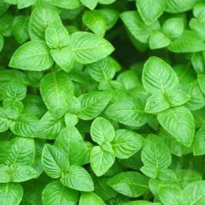 Limnophila rugosa İTHAL BUKET