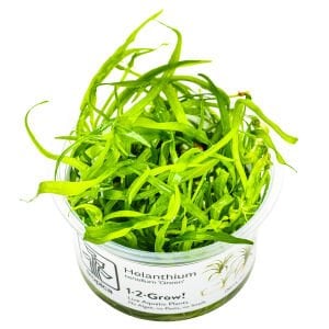 Tropica - Helanthium tenellum Green 1-2 Grow!