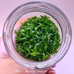 Rotala indica green IN VITRO CUP