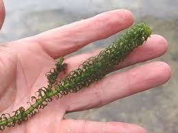 Lagarosiphon major İTHAL BUKET ÖN SİPARİŞ